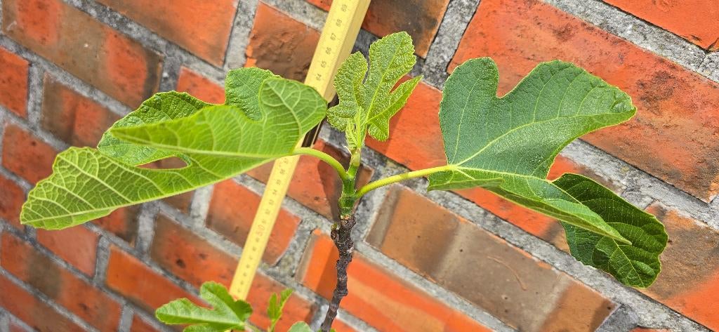 Vijgenboom 'BROWN TURKEY' vijgen boom Ficus Carica 1v6, Ophalen, Lente, Volle zon, In pot
