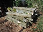 BRANDHOUT OP STAM, 6 m³ ou plus, Enlèvement, Chêne, Troncs d'arbres