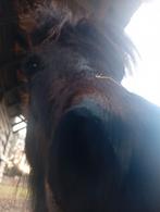 Belgisch mini-paardje, Enlèvement