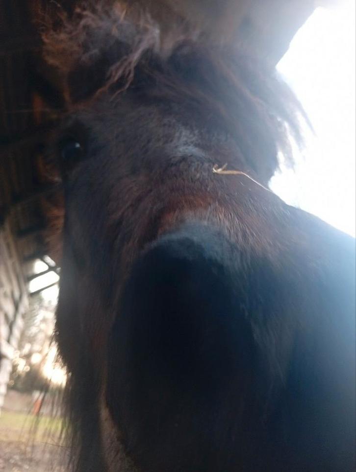 Belgisch mini-paardje, Animaux & Accessoires, Chevaux & Poneys | Produits de soin, Enlèvement