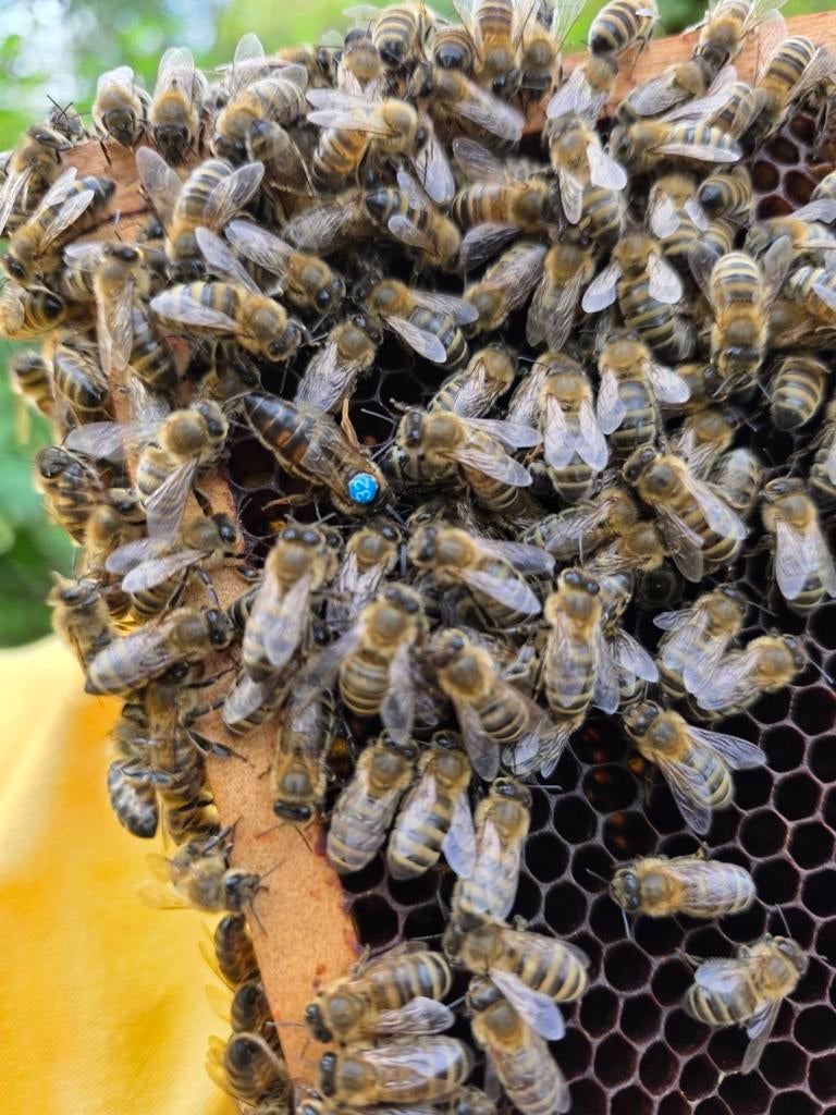 Carnica productievolk op 22 Simplexramen, Dieren en Toebehoren, Insecten en Spinnen, Bijen