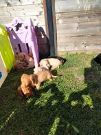 Prachtige langharige teckel pups, Dieren en Toebehoren, Honden | Teckels en Dashonden, België, Parvo, 8 tot 15 weken, Dwerg