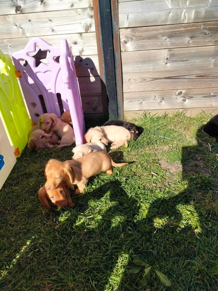 Beaux chiots teckel à poil long, Animaux & Accessoires, Chiens | Teckels & Bassets, Plusieurs animaux, Poils longs, Nain, Éleveur | Professionnel