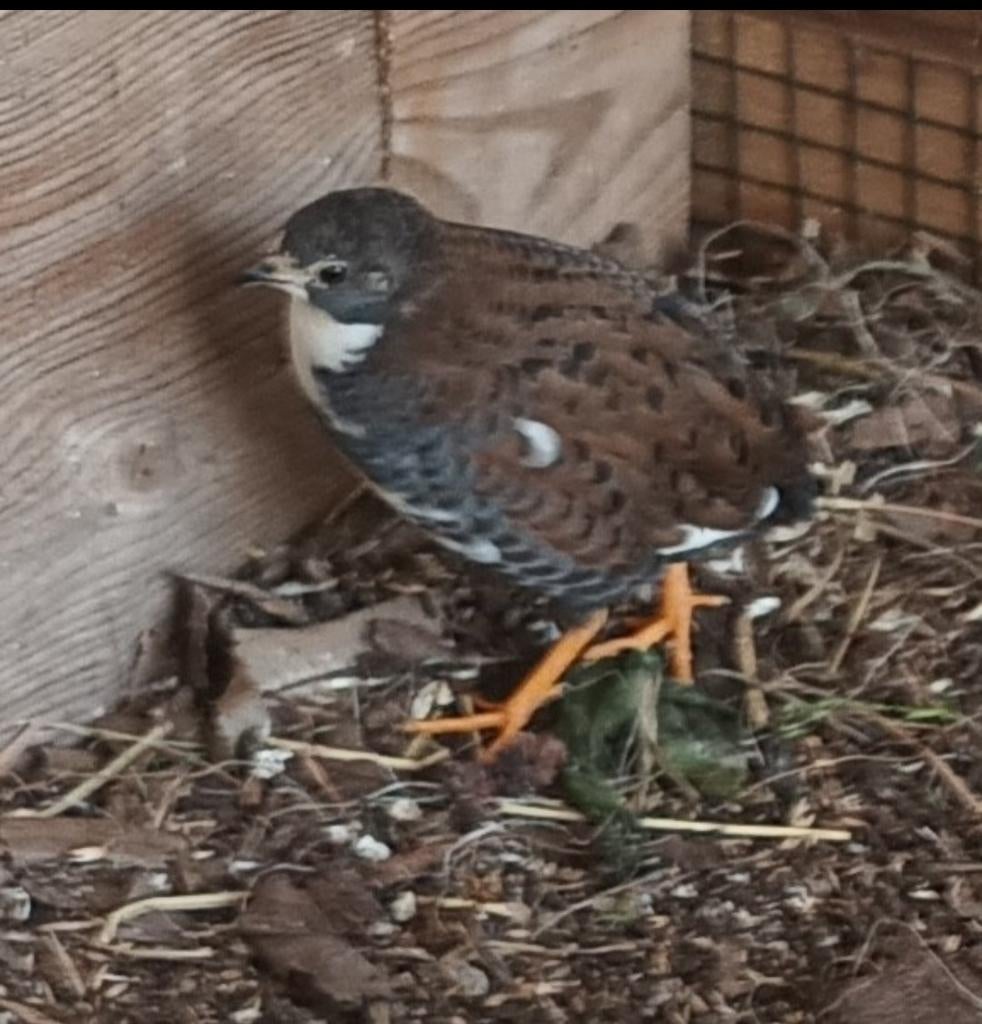 Twee mannetjes kwartels