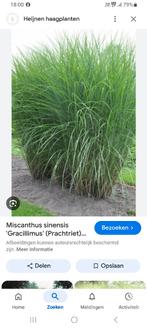 Miscanthus sinensis 'Gracillimus', Jardin & Terrasse, Plantes | Jardin, Été, Enlèvement, Graminées ornementales, Plante fixe