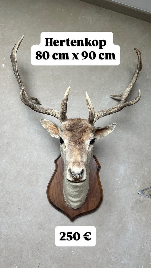 Hertenkop, Collections, Collections Animaux, Enlèvement, Comme neuf