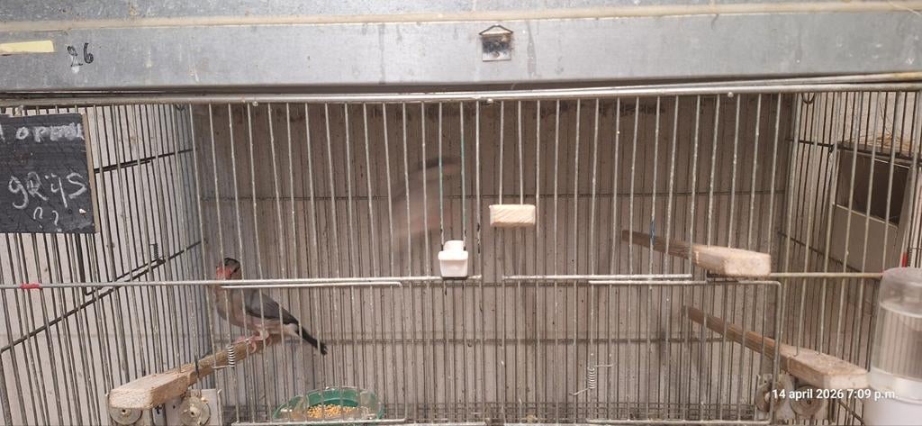 6 couples de Padda. divers 15€/couple.