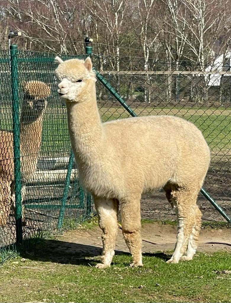 Prachtige jonge stamboek alpaca merrie, September, Vrouwelijk