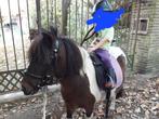 2 shetlanders, Dieren en Toebehoren, Merrie, Niet van toepassing, Gechipt