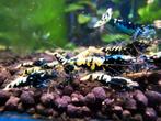 Fishbone galaxy metallic genen