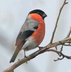 Noordse Goudvink man, Dieren en Toebehoren, Vogels | Overige Vogels