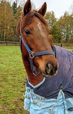 Leuke ruin van 4 jaar en 1,63 ong, Dieren en Toebehoren, Ruin