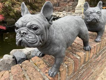 Franse Bulldog. beschikbaar voor biedingen