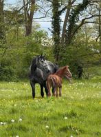 7 jarige draagmerrie, Dieren en Toebehoren, Paarden, Zadelmak