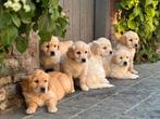 Golden Retriever pups, Dieren en Toebehoren, Honden | Retrievers, Spaniëls en Waterhonden, Golden retriever, België, 8 tot 15 weken