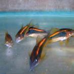 Corydoras orange laser 10 stuks €75, Animaux & Accessoires, Poissons | Poissons d'aquarium