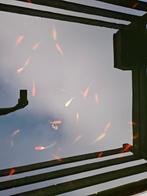 Weggeven goudvissen, Dieren en Toebehoren, Goudvis(sen)