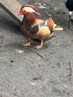 Rode mandarijneenden en 2 koppels rode carolina eenden, Dieren en Toebehoren, Pluimvee, Meerdere dieren, Eend