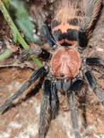 Davus pentaloris vrouwtje 3,5 cm lichamlengte, Dieren en Toebehoren, Insecten en Spinnen