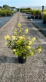 Hydrangea paniculata ‘Vanille fraise’ 2+1 gratis, Tuin en Terras, Ophalen