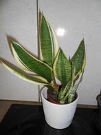 plantjes, Ophalen