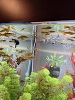 Guppys, Animaux & Accessoires