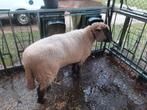 Zwartkop ooi schaap, Femelle, Mouton, 0 à 2 ans