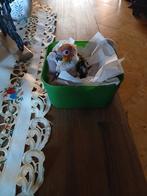 Zonparkiet te koop., Perruche