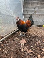 Gratis haantje mix zijdehoen/serama, Dieren en Toebehoren, Pluimvee