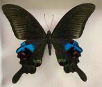 Papilio arcturus, Ophalen of Verzenden, Zo goed als nieuw
