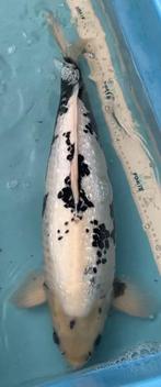 Koi - Matsukawabake, Dieren en Toebehoren, Vissen | Vijvervissen, Karper of Koi
