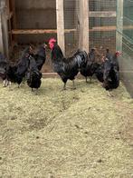 Australorp trio, Dieren en Toebehoren