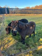 2 lieve Shetlander pony, Dieren en Toebehoren, Ophalen of Verzenden
