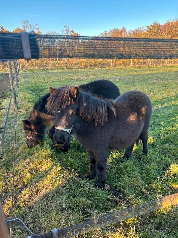 2 lieve Shetlander pony, Dieren en Toebehoren, Paarden en Pony's | Dekens en Dekjes, Ophalen of Verzenden