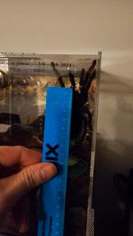 Brachypelma albiceps 2021, Dieren en Toebehoren