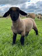 Suffolk ram lammeren, Animaux & Accessoires, Moutons, Chèvres & Cochons