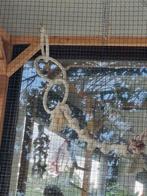 Heeft een semitame van 2 maanden toegediend in callopsiet, Dieren en Toebehoren, Vogels | Toebehoren