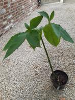 Sauromatum venosum 'Indian Giant' - Voodoolelie, Overige soorten, Vaste plant, Ophalen of Verzenden, Halfschaduw