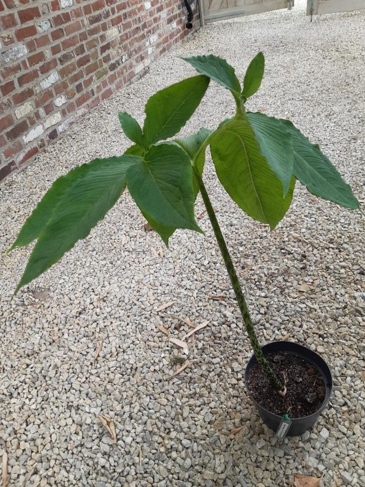 Sauromatum venosum 'Indian Giant' - Voodoolelie, Tuin en Terras, Planten | Tuinplanten, Vaste plant, Overige soorten, Halfschaduw