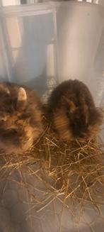 2 mannelijke dwerg konijntjes