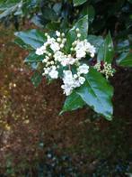 Laurier tin, jeune plante., Tuin en Terras, Planten | Tuinplanten, Ophalen of Verzenden, Lente