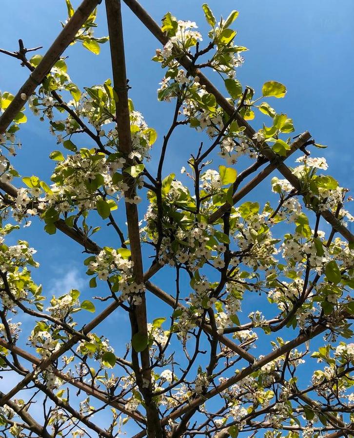 Sierpeer dakbomen Pyrus chanticleer in maten, Tuin en Terras, Planten | Bomen, Dakboom, Herfst, Ophalen of Verzenden