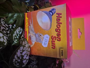 Halogen sun 75 w beschikbaar voor biedingen