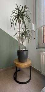Plante avec pot, Maison & Meubles, Plantes d'intérieur, En pot, Enlèvement, 100 à 150 cm