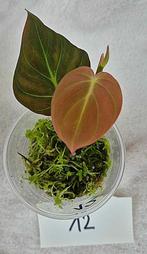 Philodendron Micans plant/stekjes!, Plante verte, Enlèvement ou Envoi, Moins de 100 cm, Autres espèces