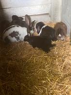 Hangoor konijnen, Meerdere dieren, Middelgroot, Hangoor, 0 tot 2 jaar
