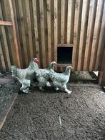 Brahma Zilvergrijs, Animaux & Accessoires, Volatiles, Plusieurs animaux, Poule ou poulet