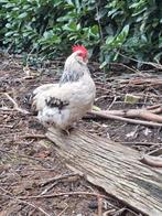 Klein jong haantje, Dieren en Toebehoren, Pluimvee