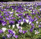 Krokussen (bloembollen), Tuin en Terras, Ophalen, Najaar, Halfschaduw, Bloembol