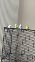 Perruches a donner contre bon soin, Huis en Inrichting, Woonaccessoires | Cd- en Dvd-rekken, Ophalen of Verzenden, Zo goed als nieuw